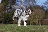 BERGER AUSTRALIEN PUPPIES 380